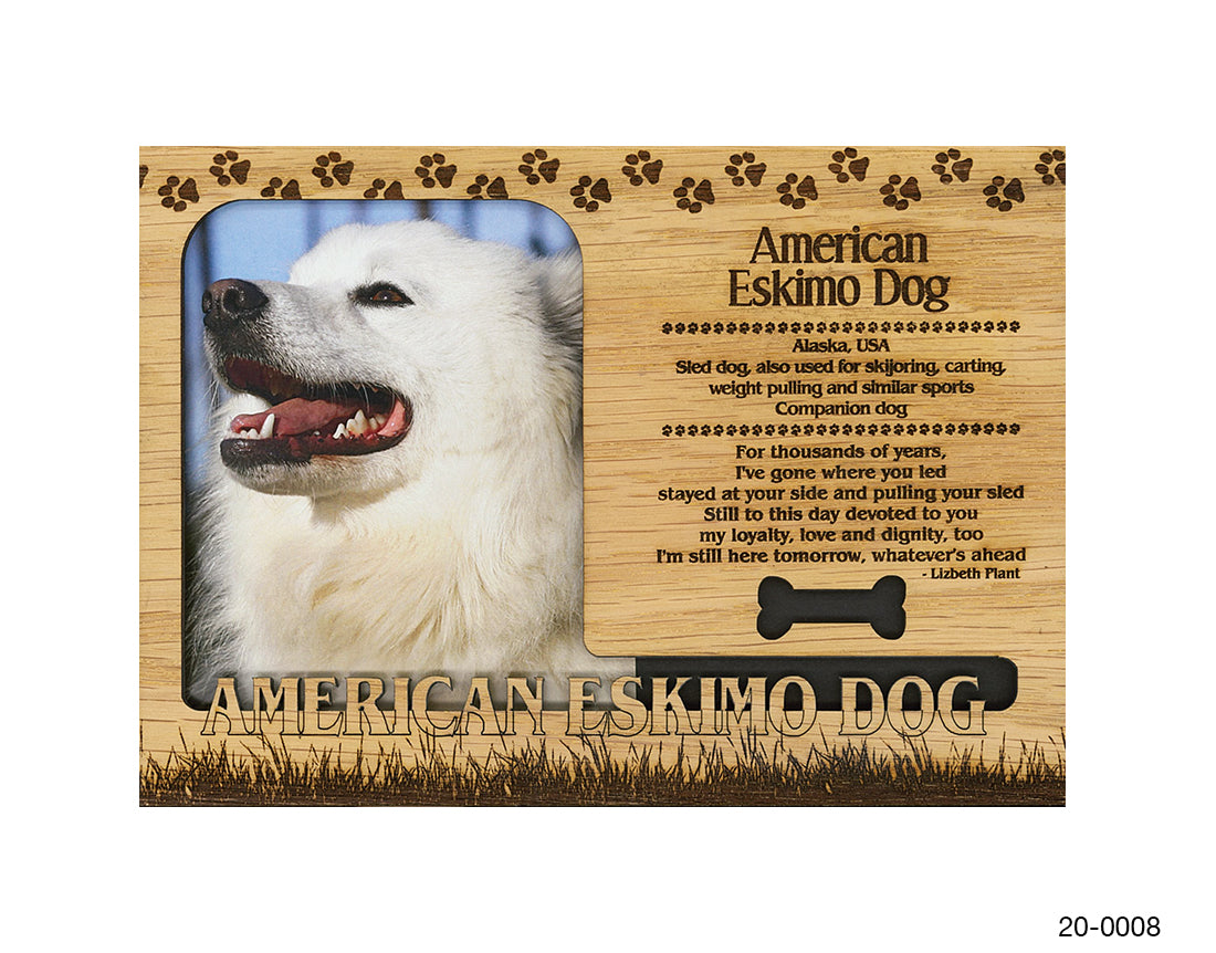 American Eskimo Dog