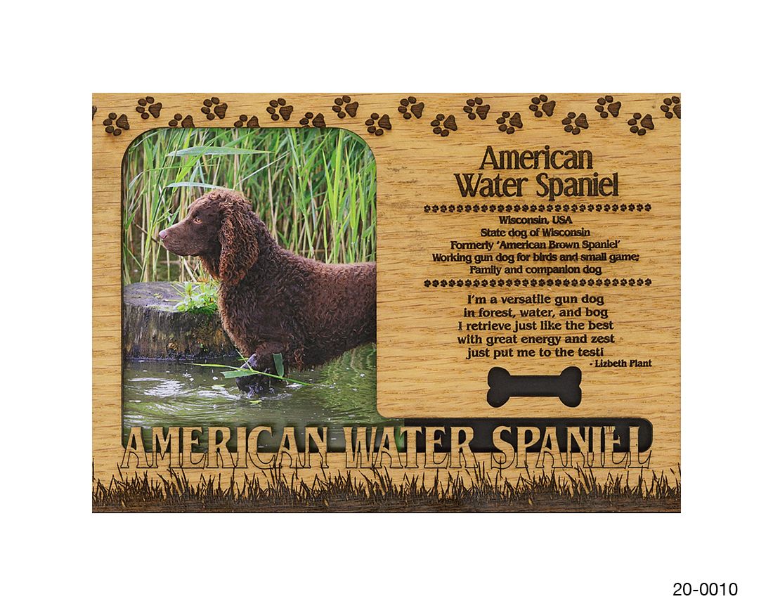 American Water Spaniel