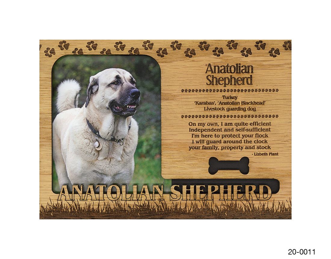 Anatolian Shepherd