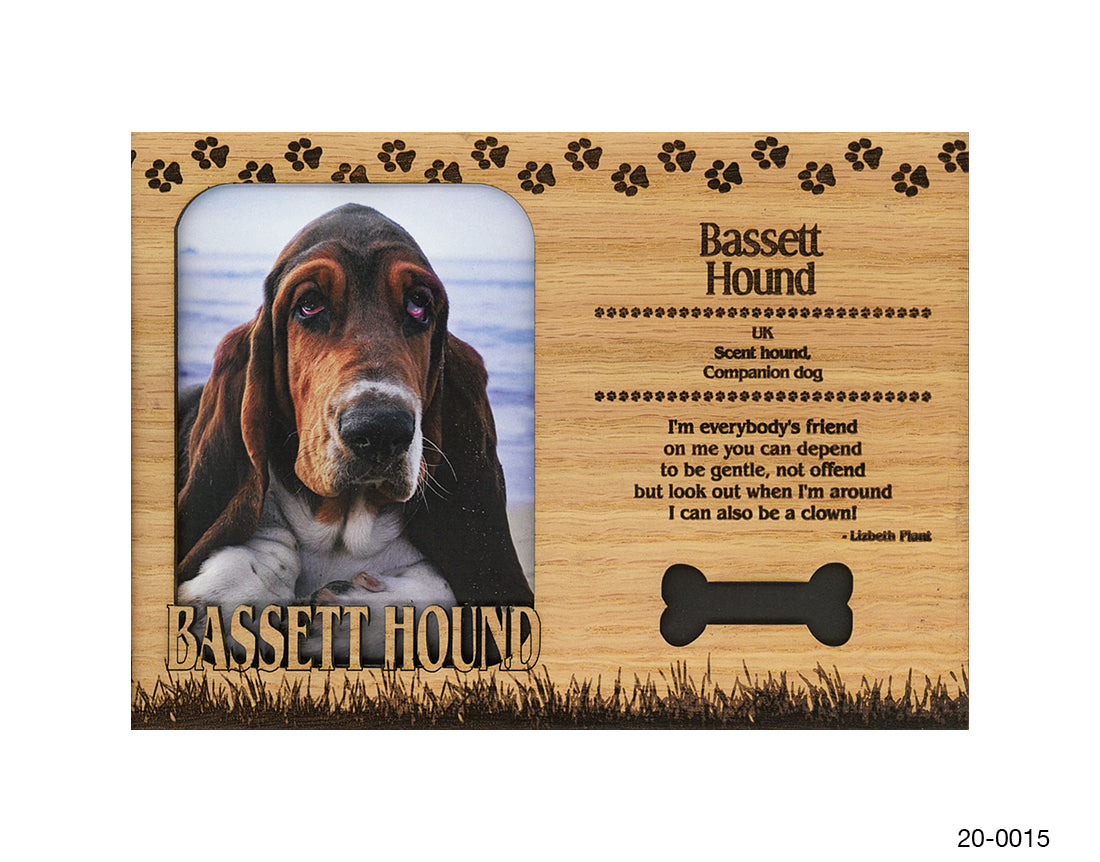 Bassett Hound