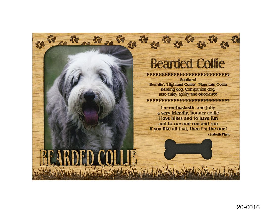 Bearded Collie