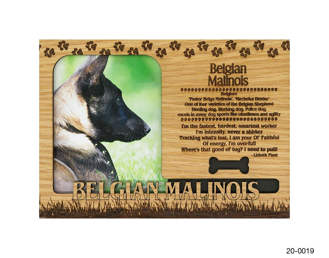 Belgian Malinois