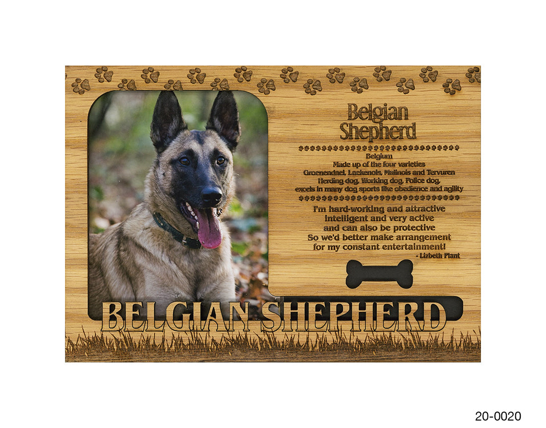 Belgian Shepherd