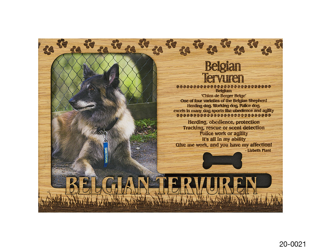 Belgian Tervuren