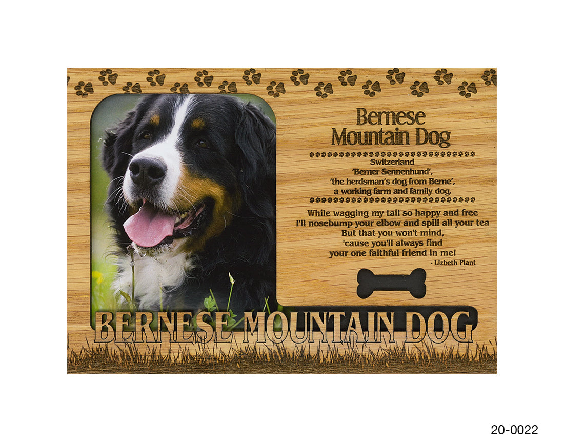 Bernese Mountain Dog