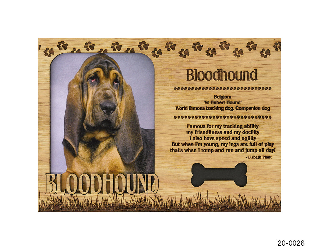 Bloodhound