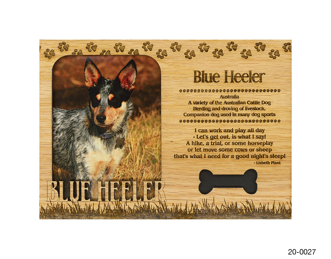 Blue Heeler