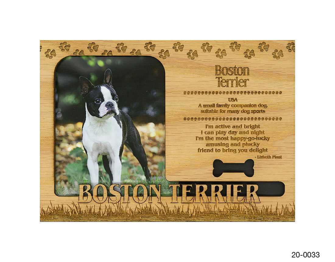 Boston Terrier