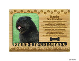 Bouvier Des Flandres