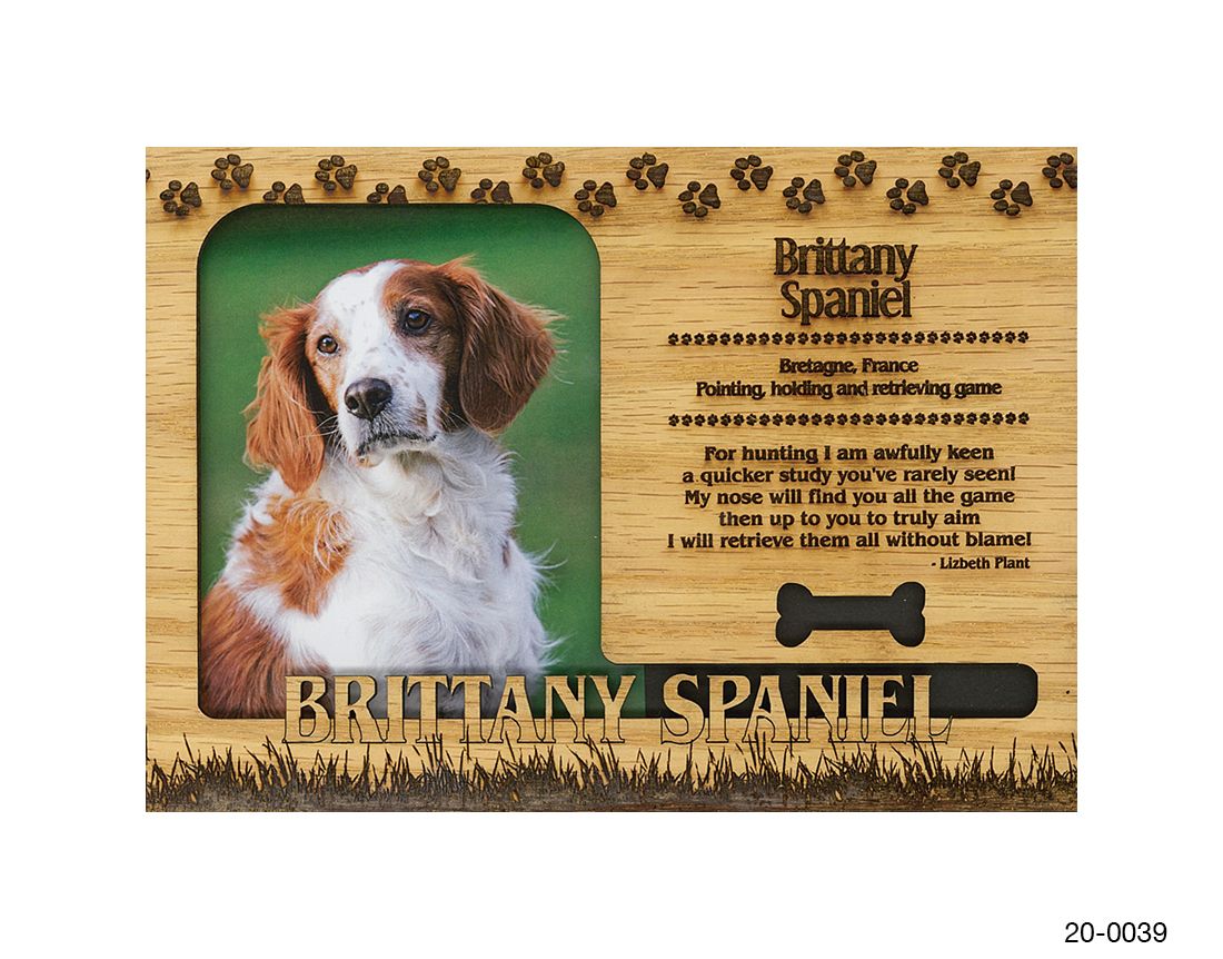 Brittany Spaniel