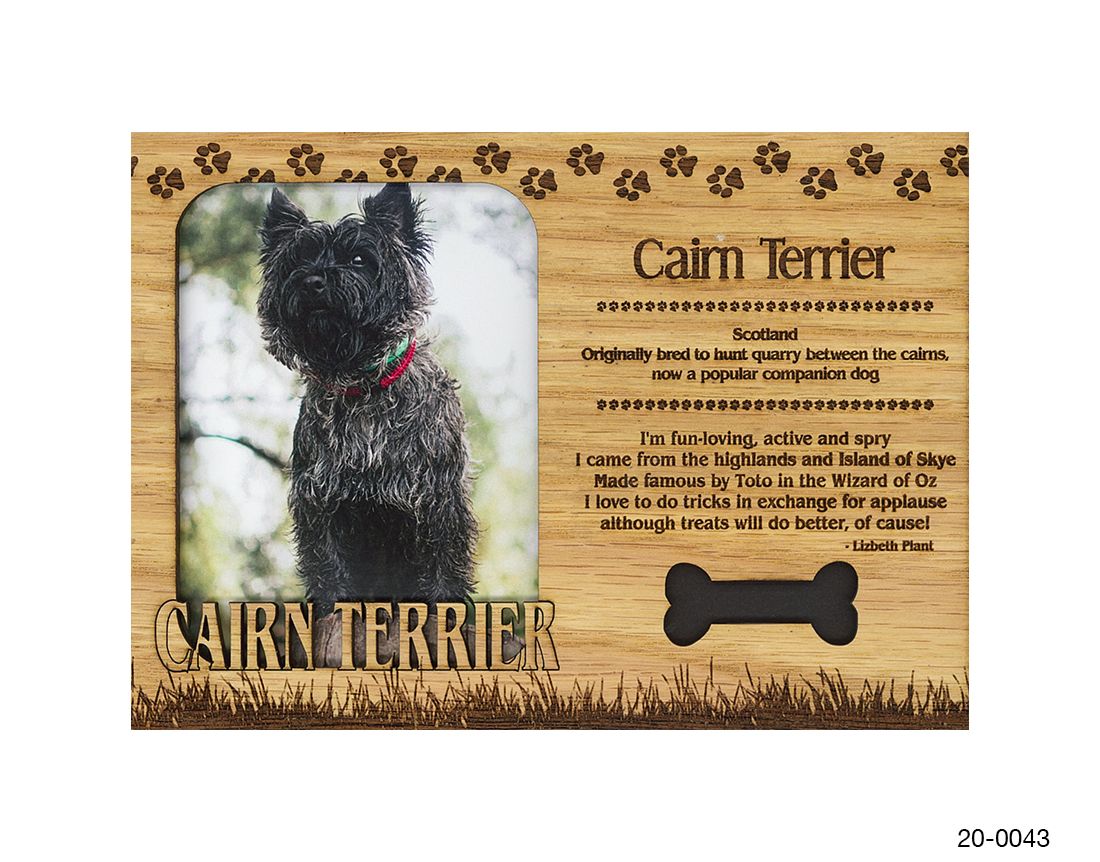 Cairn Terrier