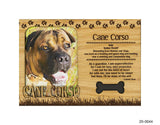 Cane Corso