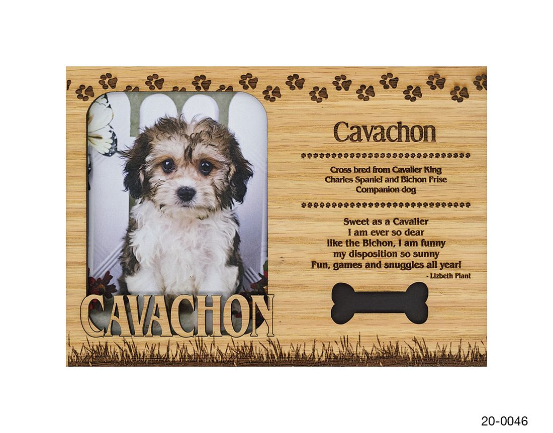 Cavachon