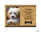 Cavapoo