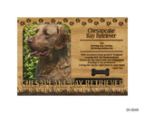 Chesapeake Bay Retriever