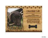 Chocolate Lab