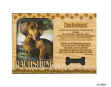 Dachshund