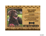 Flat Coated Retriever