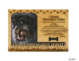 German Wirehaired Pointer