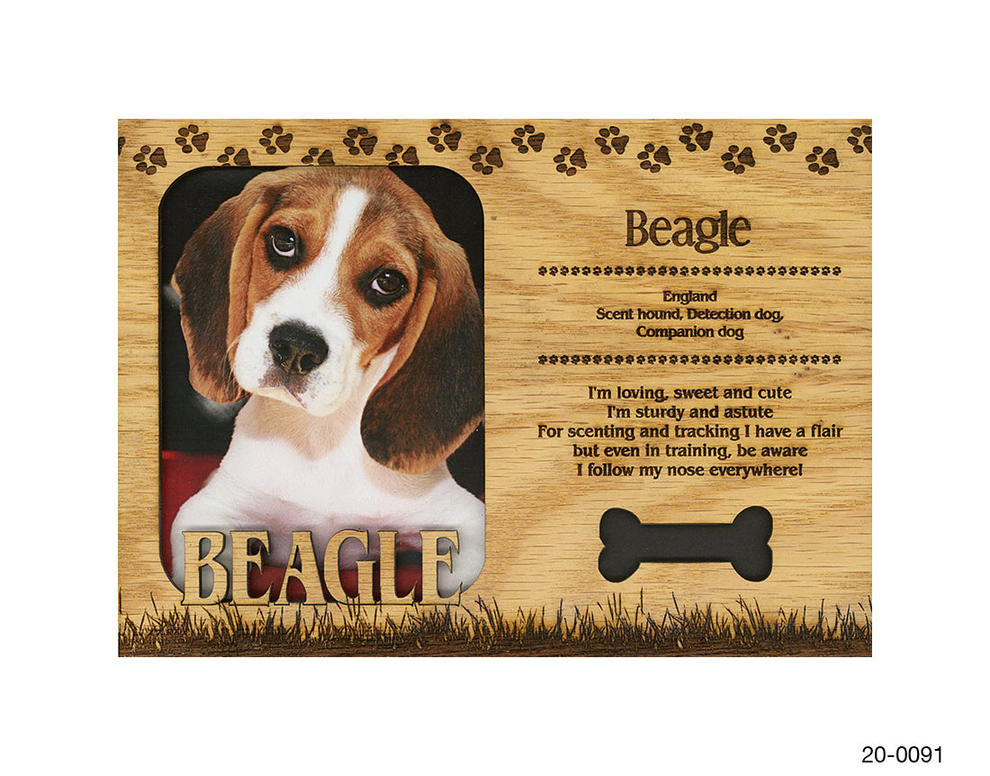 Beagle