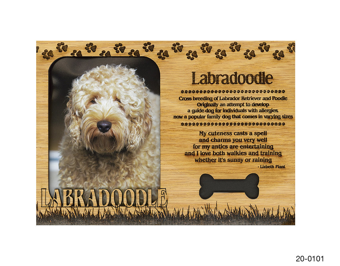 Labradoodle