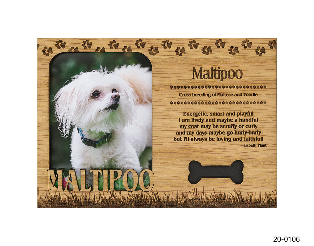 Maltipoo