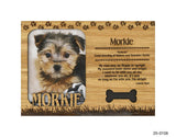 Morkie