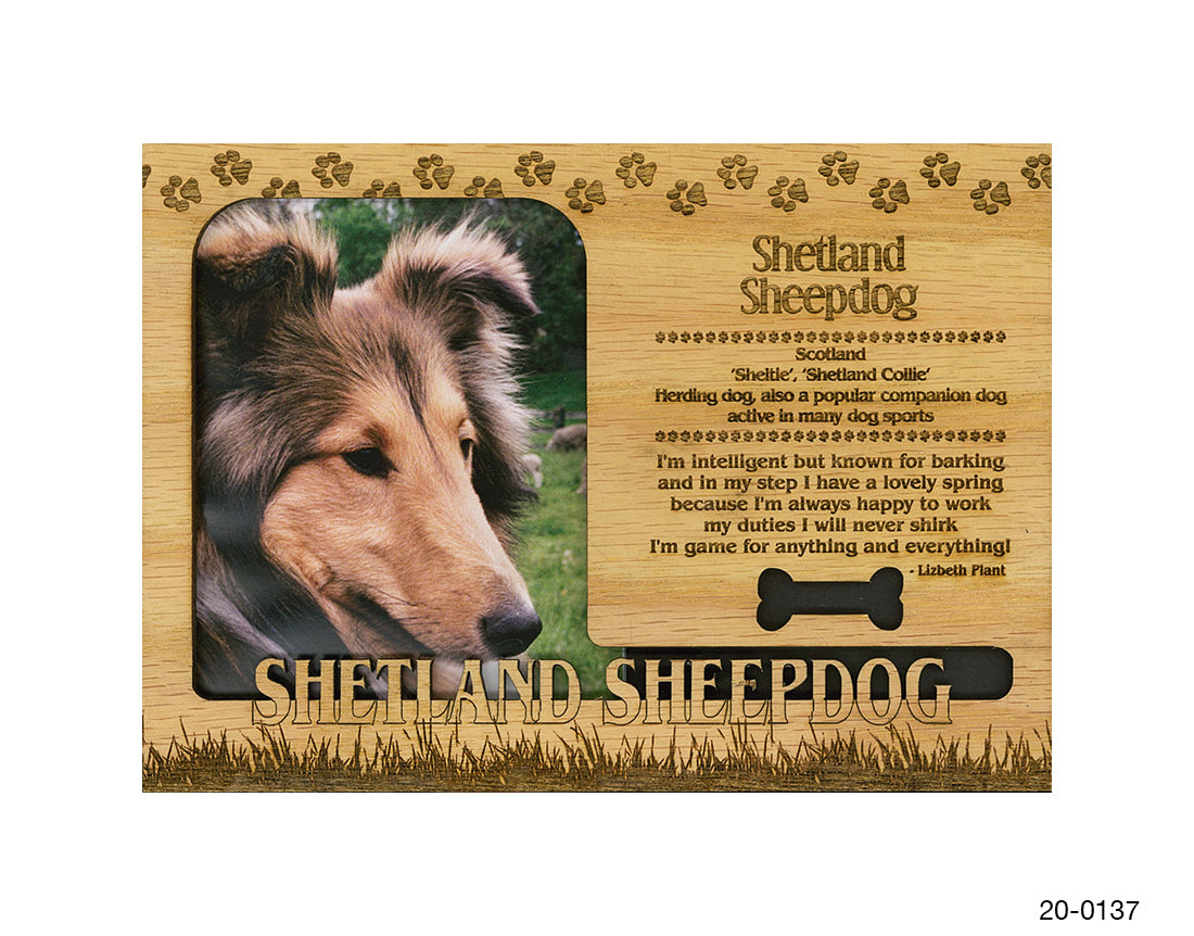 Shetland Sheepdog