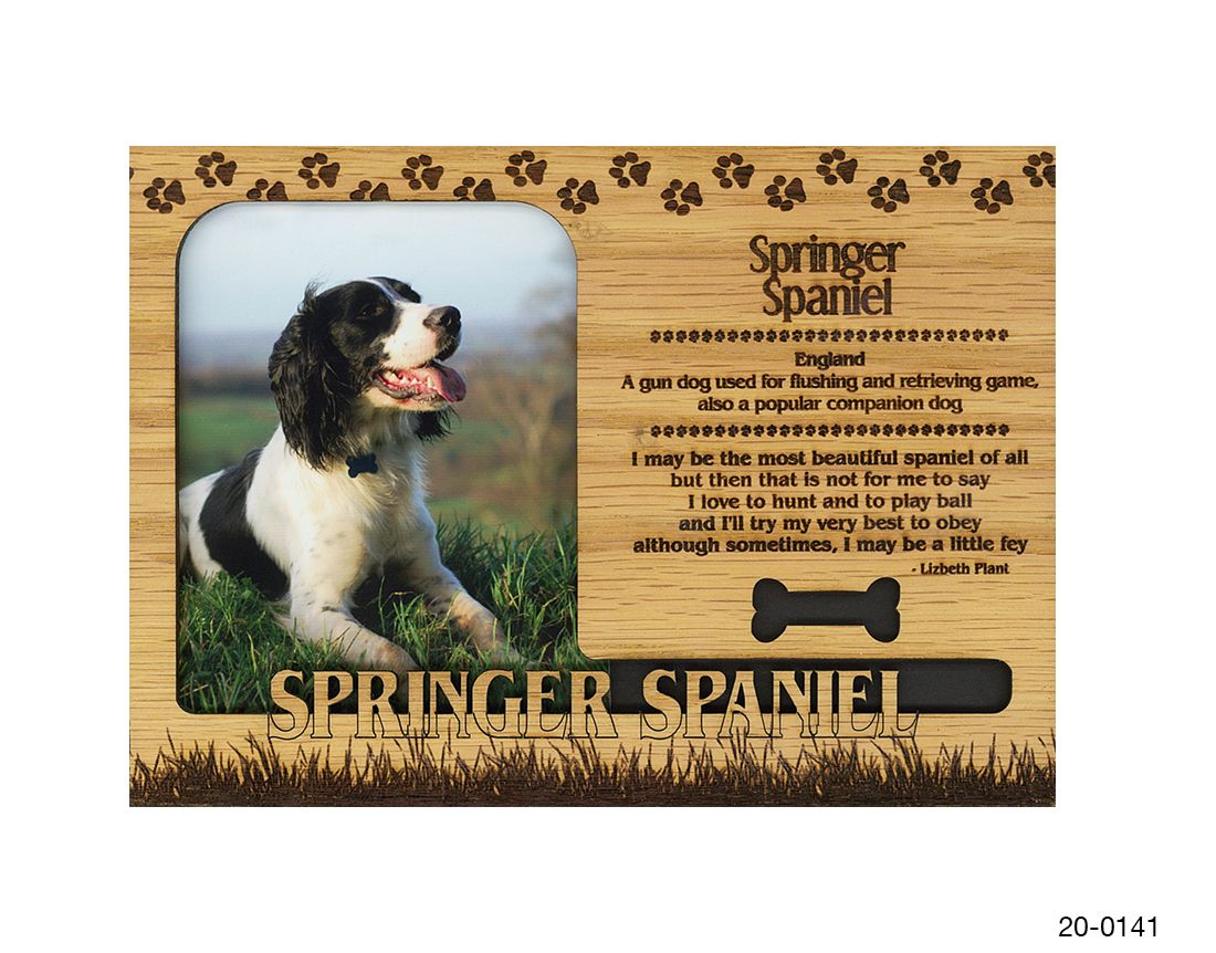 Springer Spaniel