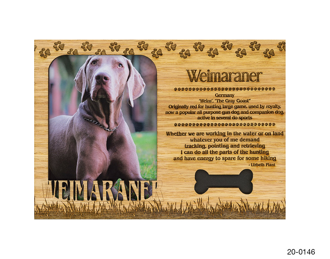 Weimaraner