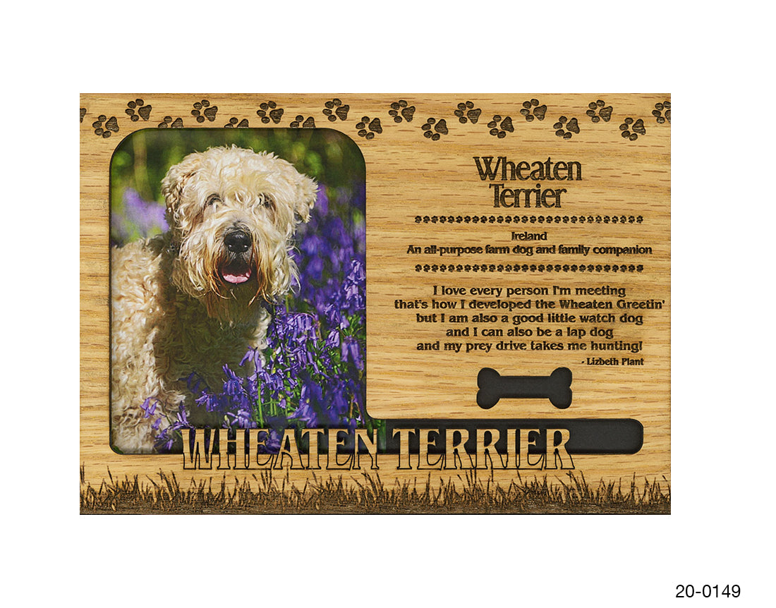 Wheaten Terrier