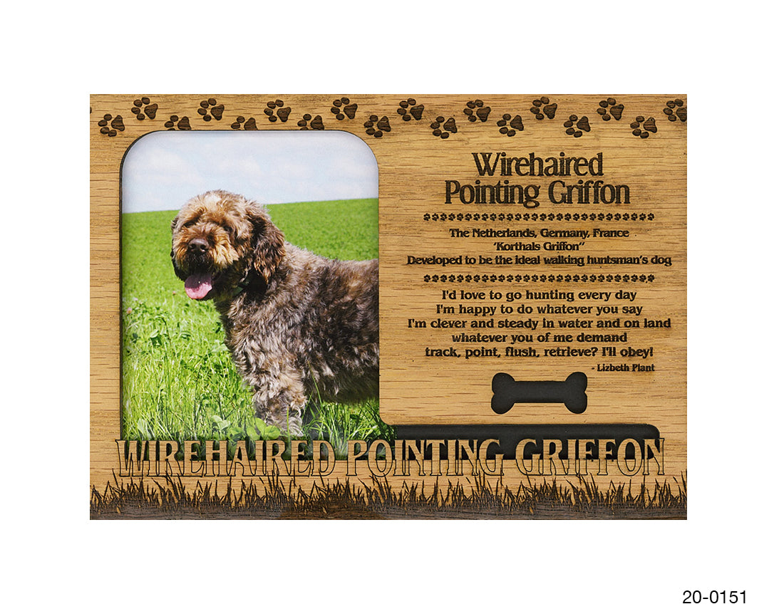 Wirehaired Pointing Griffon