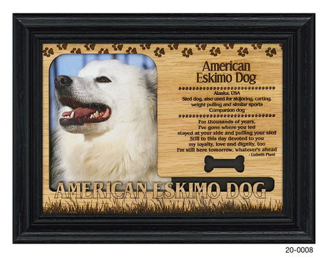 American Eskimo Dog