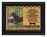 American Water Spaniel