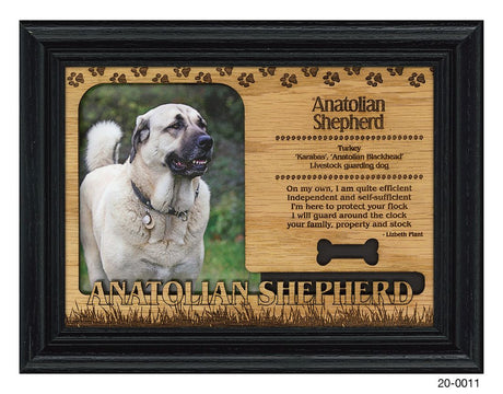 Anatolian Shepherd