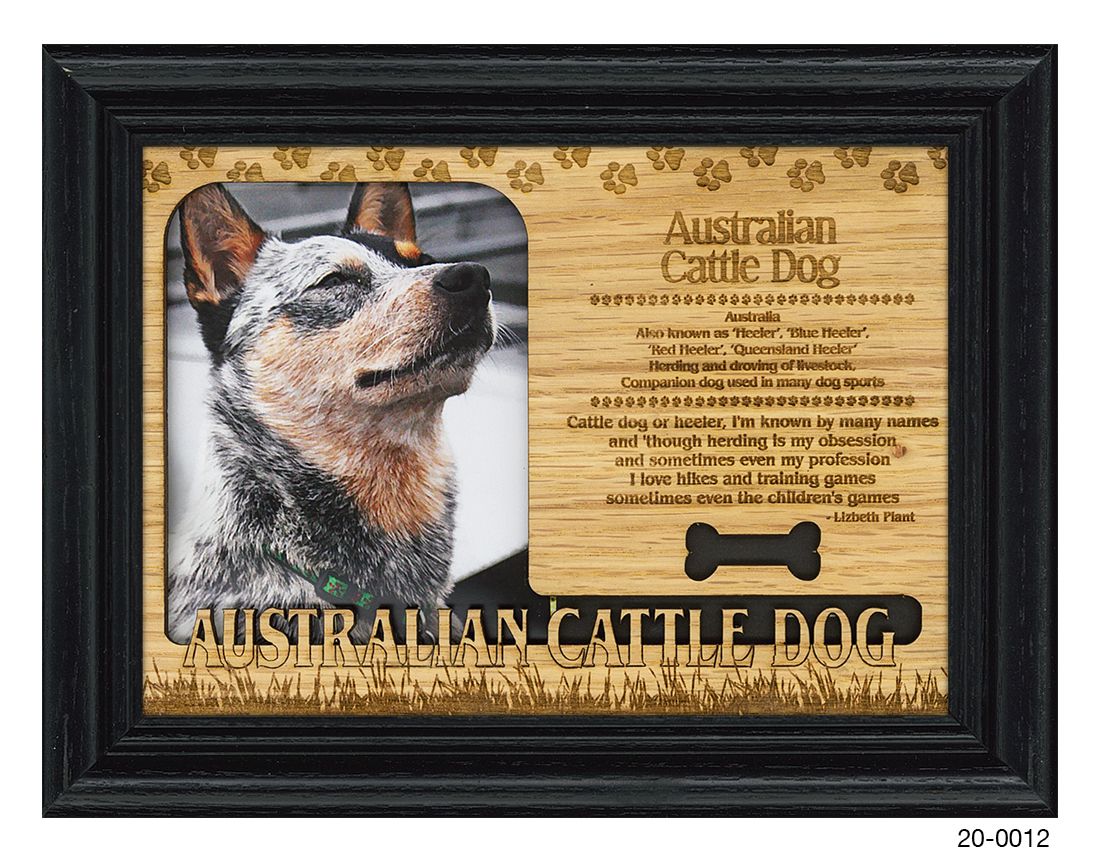 Australian Cattle Dog