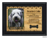 Bearded Collie