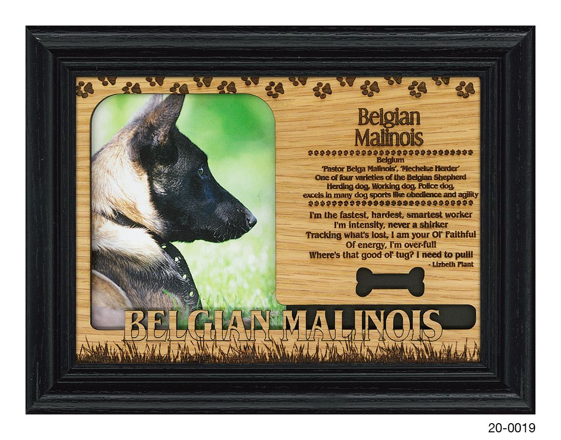 Belgian Malinois