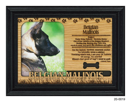 Belgian Malinois