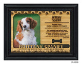 Brittany Spaniel