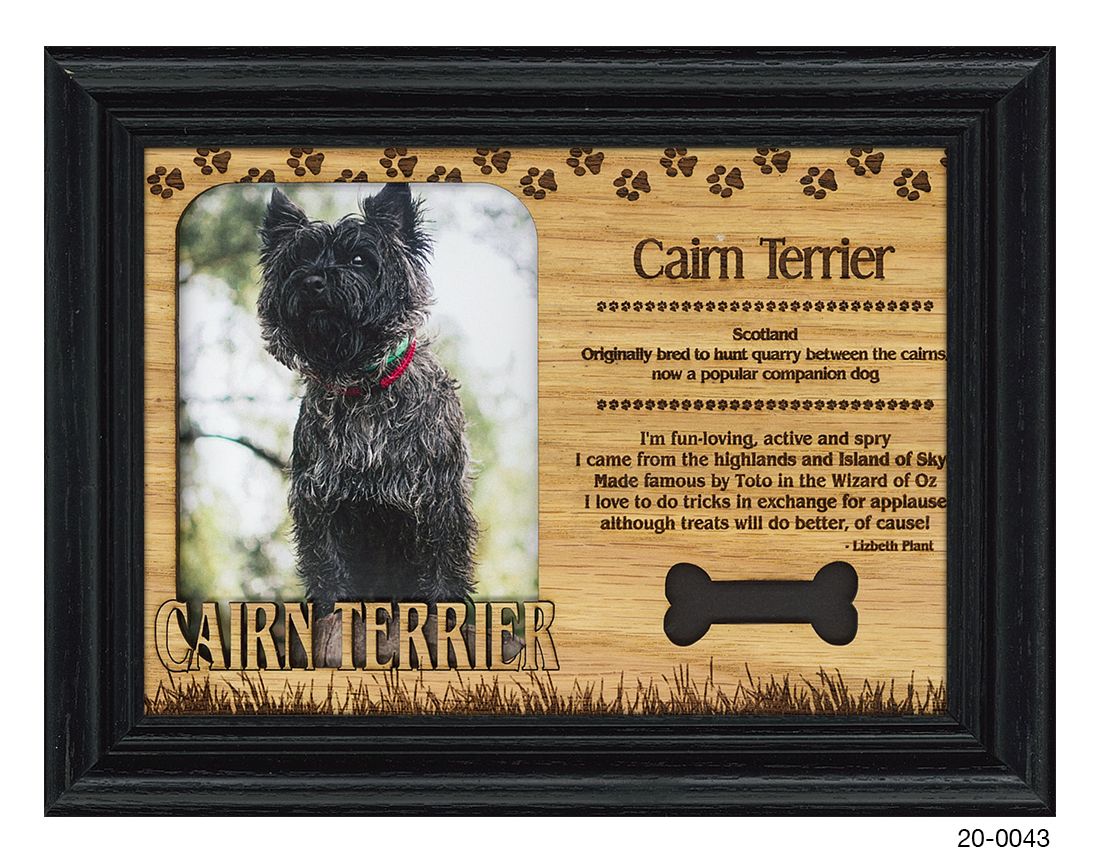 Cairn Terrier