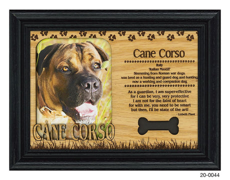 Cane Corso