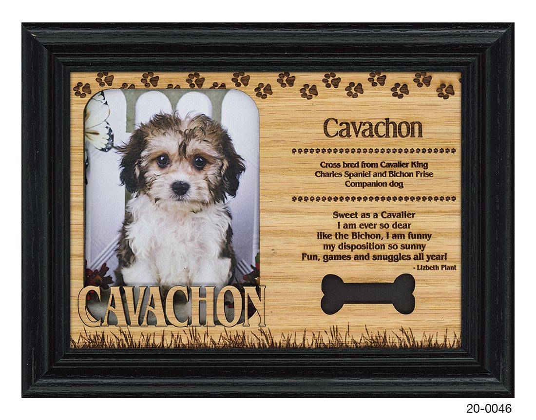 Cavachon