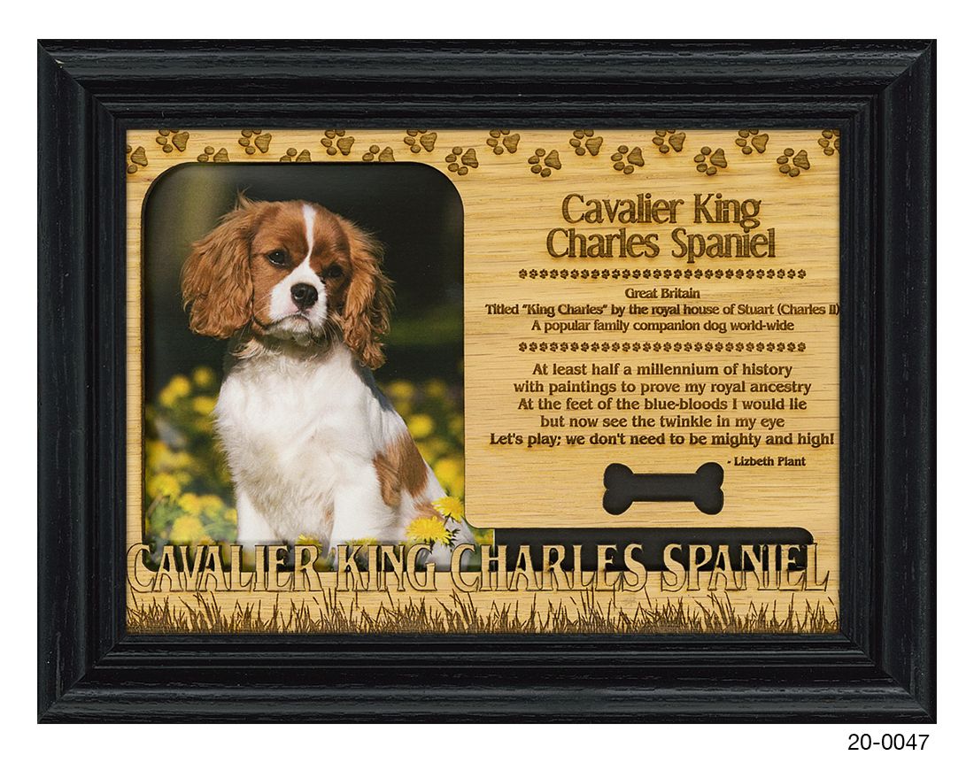 Cavalier King Charles Spaniel