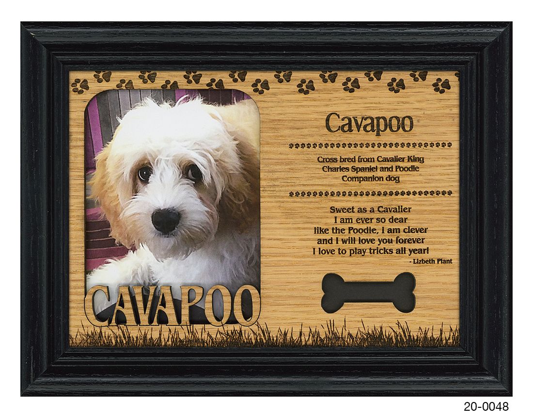 Cavapoo