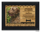 Chesapeake Bay Retriever