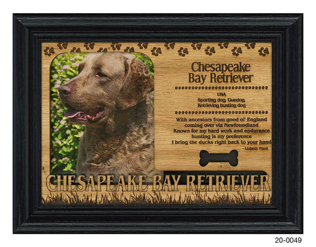 Chesapeake Bay Retriever