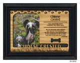 Chinese Crested