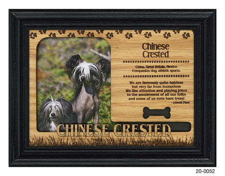 Chinese Crested