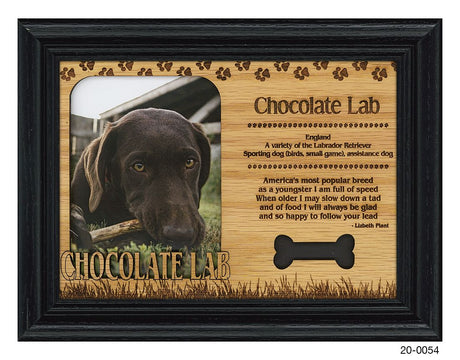 Chocolate Lab